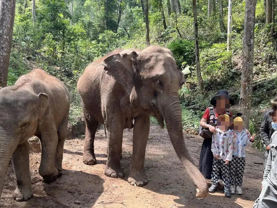 野象谷：给大象拴铁链子，好比人类遛狗的时候拴狗绳
