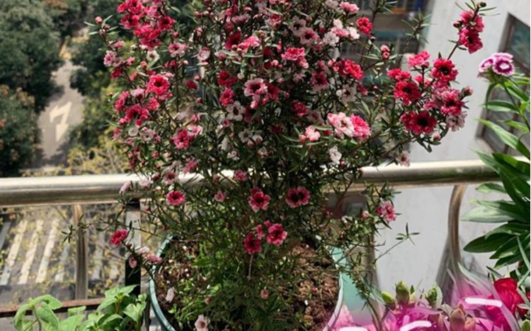 松红梅花好养,松红梅怎么养才能多开花