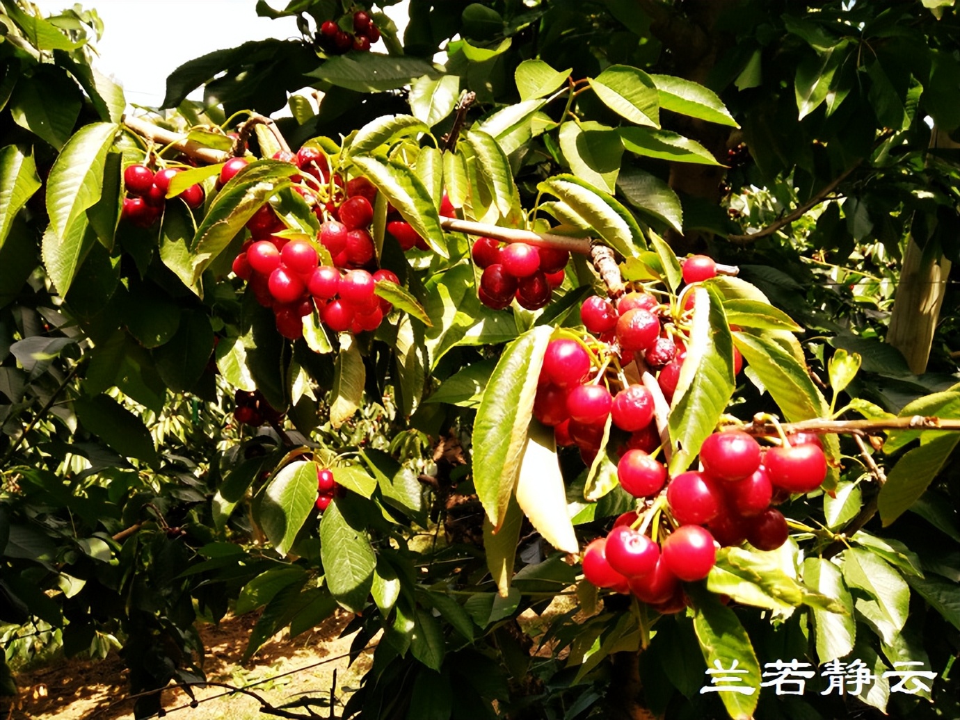 澳洲·墨尔本：到酒庄免费品酒，付5澳元到樱桃园吃到撑