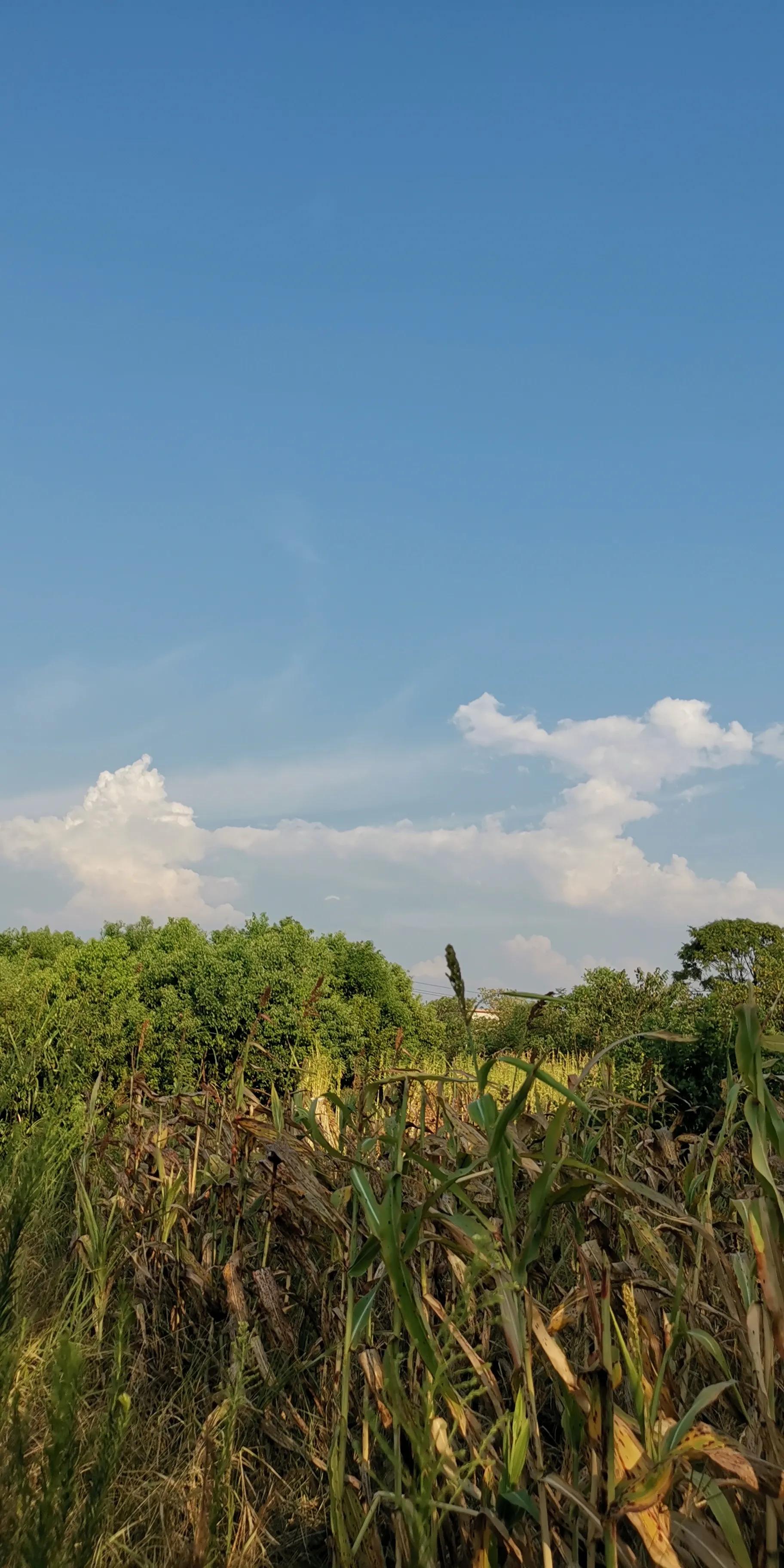 越南传说中的巨大蟒蛇现身,超级巨蟒传说