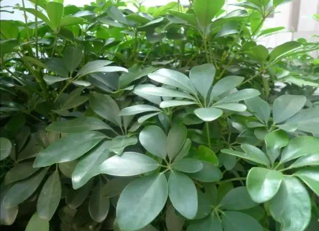 绿化带里常见的草本花,绿化带常见植物名称及图片