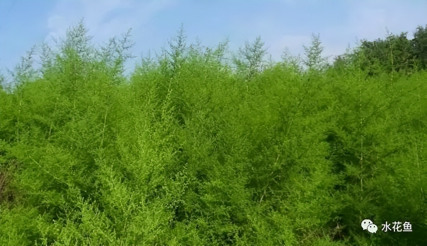 12种水产病害防治,你对水产动物病害的初步认识