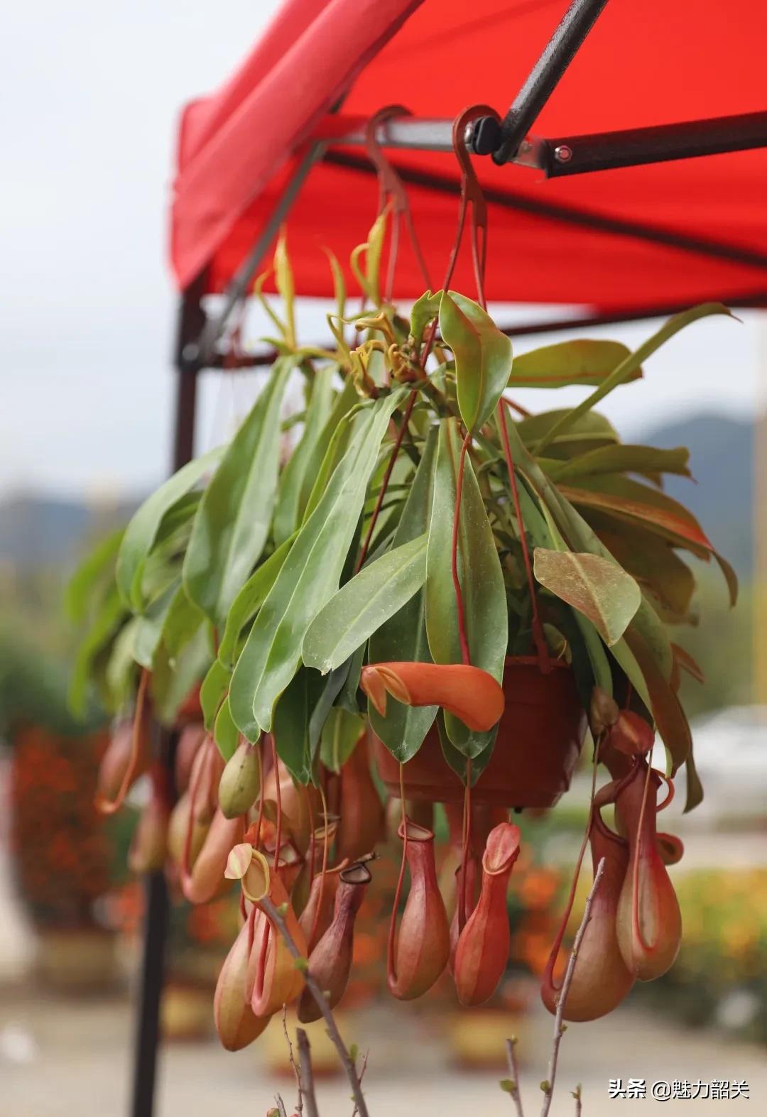 翁源江尾镇年味,翁源兰韵飘香