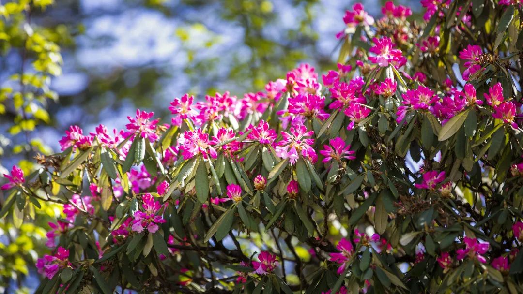 2020五一峨眉山开放的景点,五一峨眉山旅游攻略