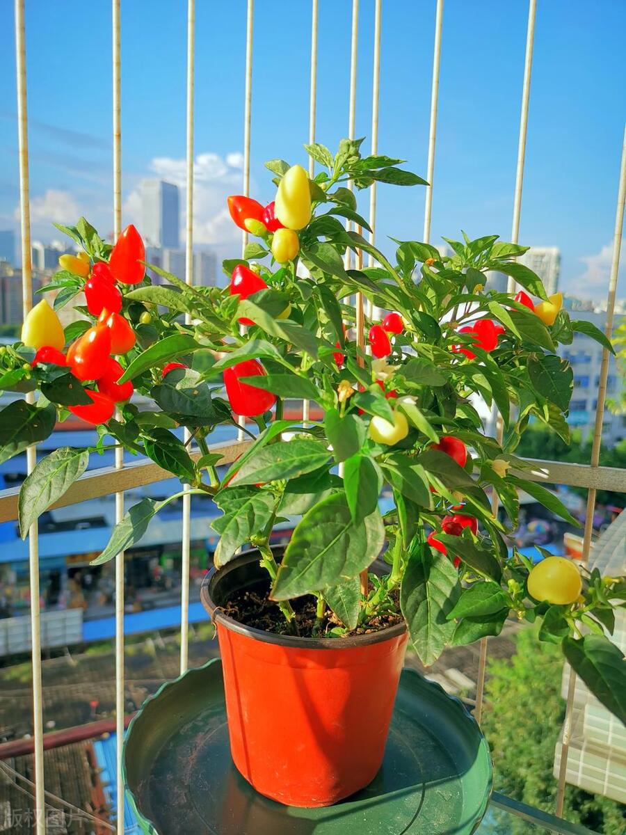 辣椒盆栽开花不结果是咋回事,辣椒开花有蚜虫怎么办