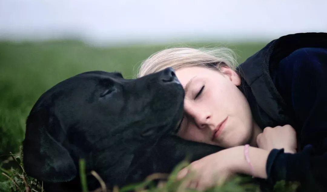 狗狗睡觉时抽搐是什么原因,为啥狗狗睡觉一直哼唧抖动