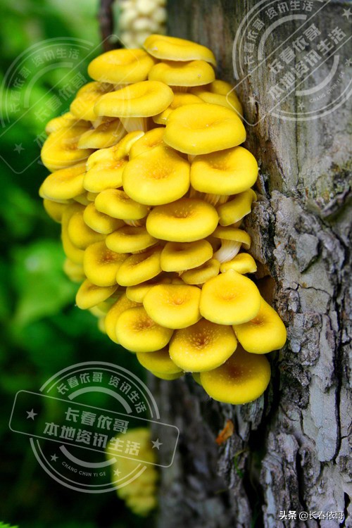 长白山脉的野山珍红蘑,纯天然大山里的野生菌类榛蘑