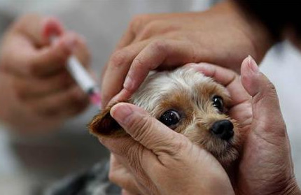 狗狗狂犬病发病的症状和表现,狗狗狂犬病发作的症状