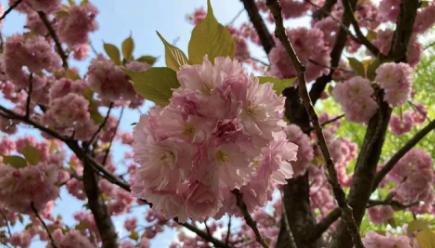 医学精神科前景,精神医学科为什么很少人报