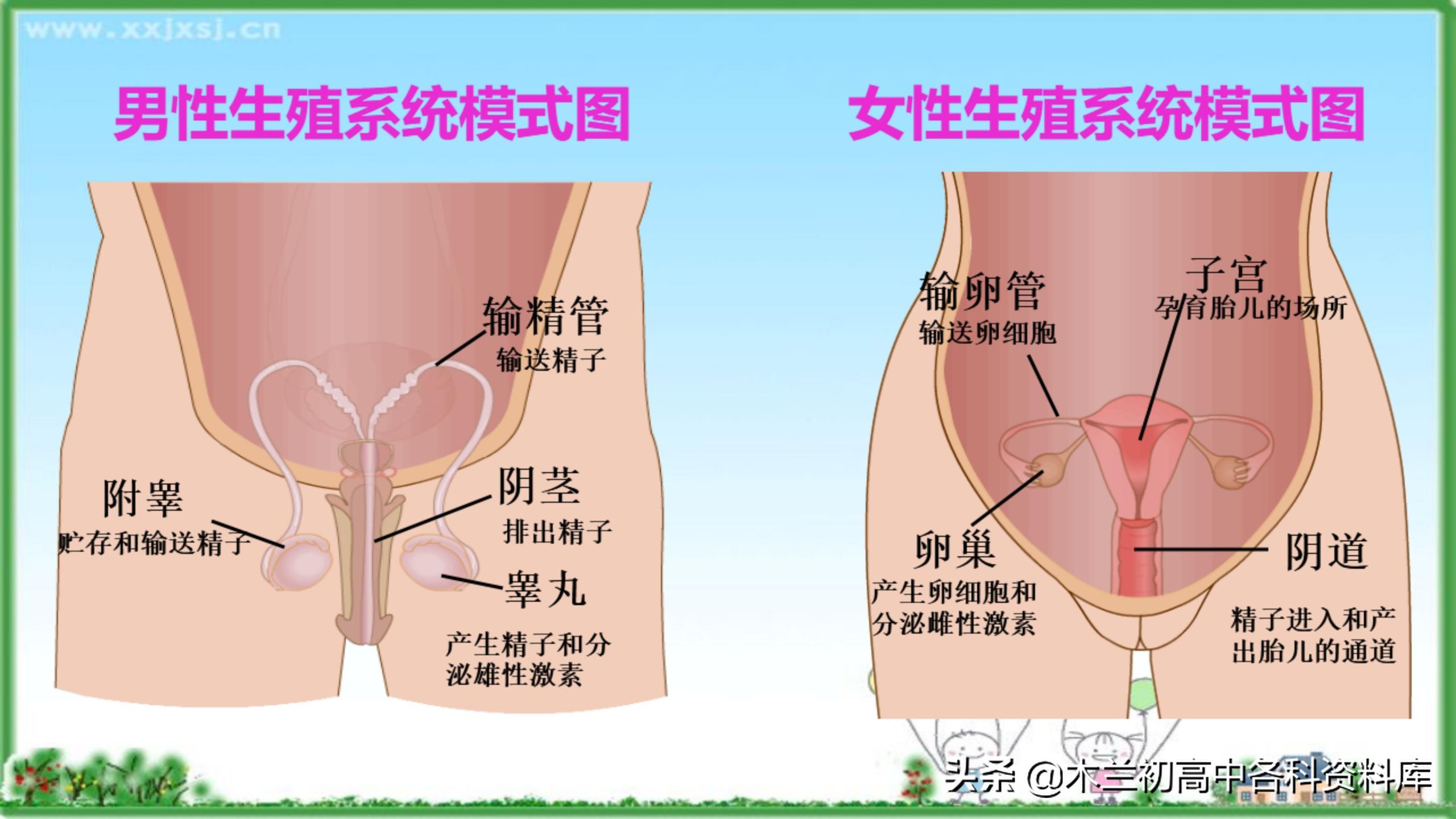 人教版七年级生物第二单元知识点,七年级下册生物第二节人的繁殖