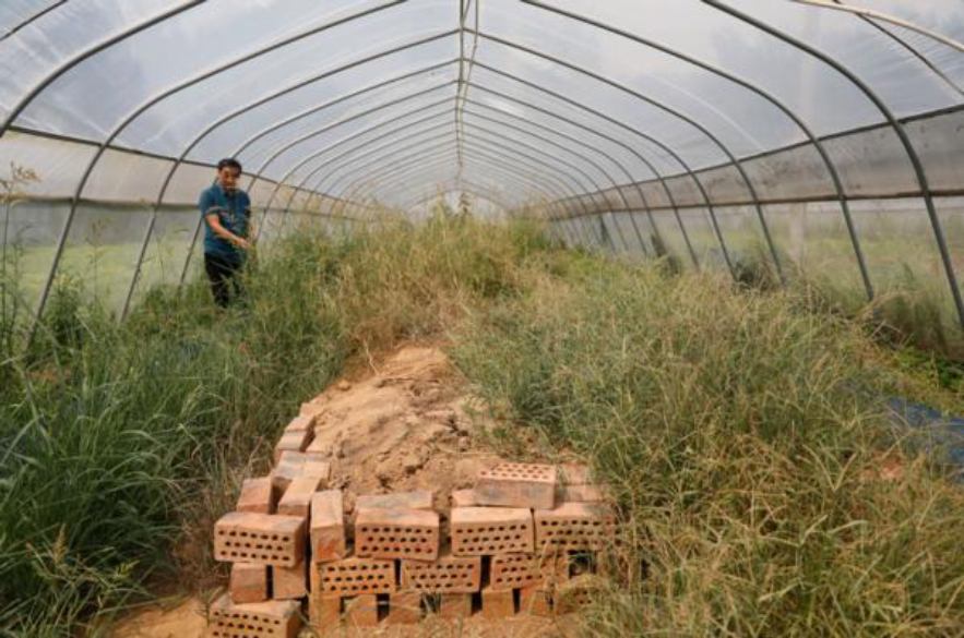 疯狂蝎子,最大蝎子到底有多可怕