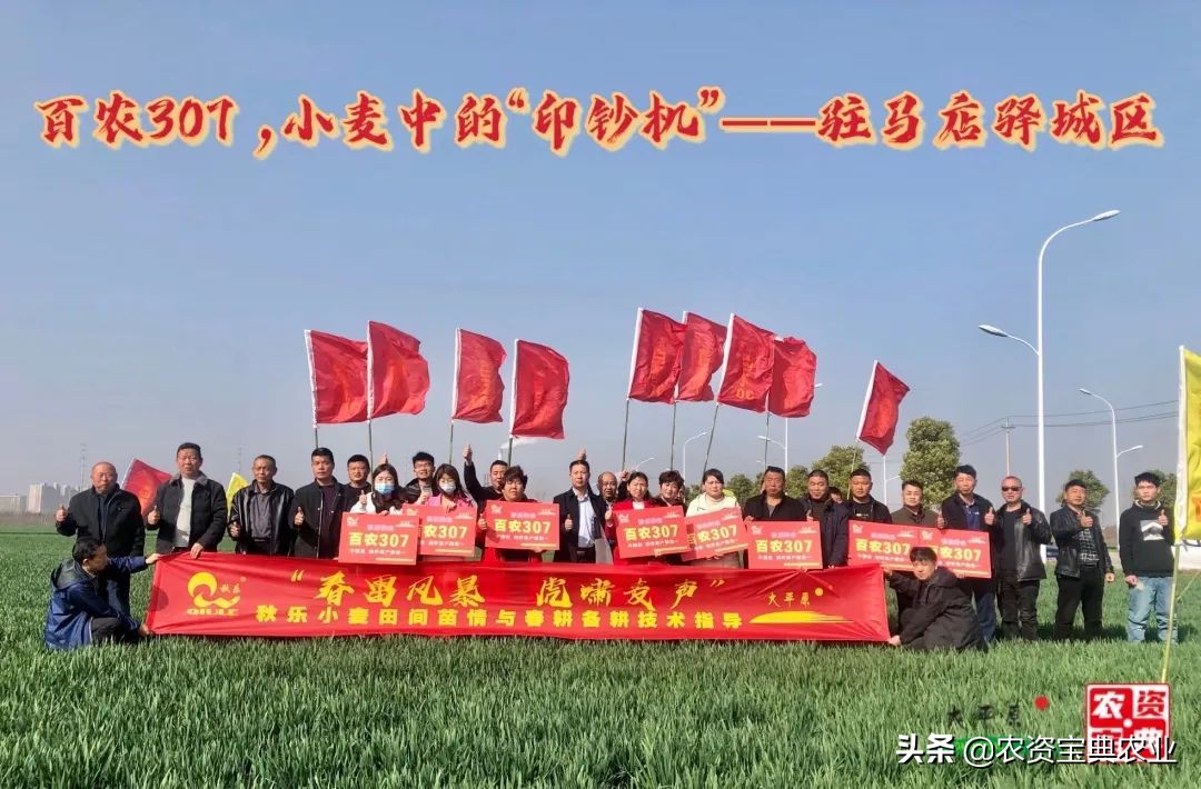 矮秆大穗小麦,秋乐百农307小麦品种简介