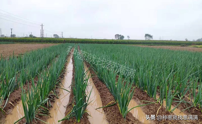 大葱花种子种植方法视频,大葱种子的种植方法和时间是什么