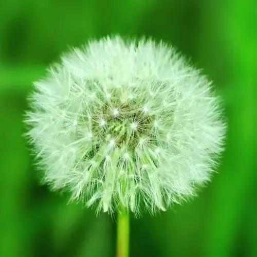 促进胃十二指肠溃疡愈合的药,促进回肠溃疡愈合的药