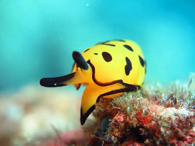 「奇怪生物日志2」威廉多彩蛞蝓和一些其他海蛞蝓