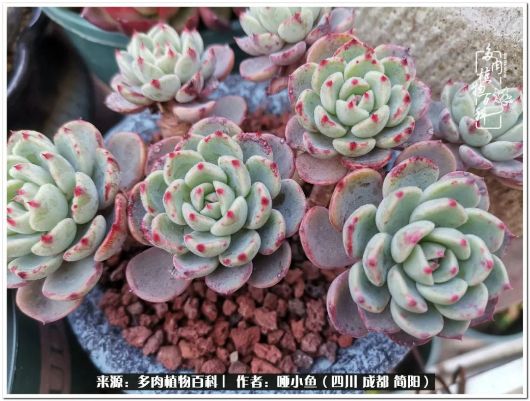 看世间繁华品一生,看世间繁华品人生美味