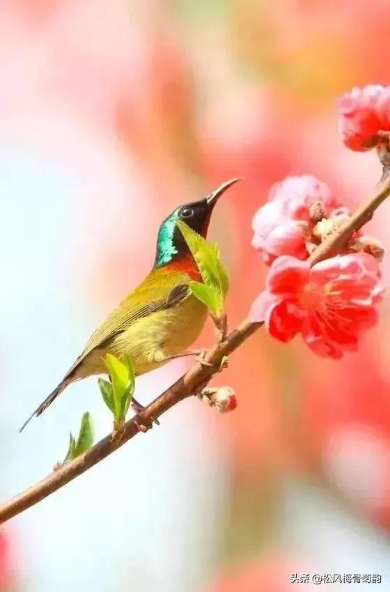 花儿朵朵开，香艳惹人爱，闻香觅花来，弄花香满衣