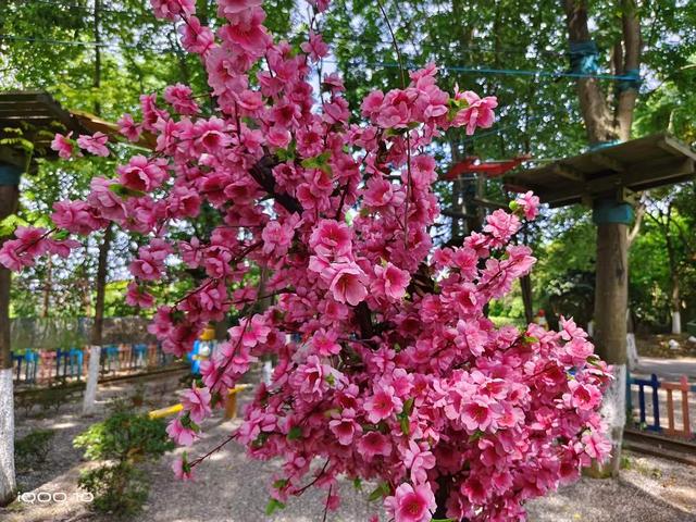 真我大师探索版gt2对比iqoo10,真我gt2和真我gt大师探索版跑分