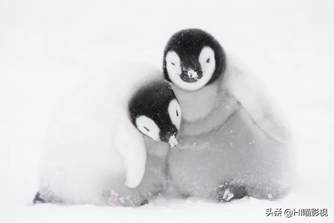 提高认知增长知识的高分纪录片,孩子必看的5部纪录片