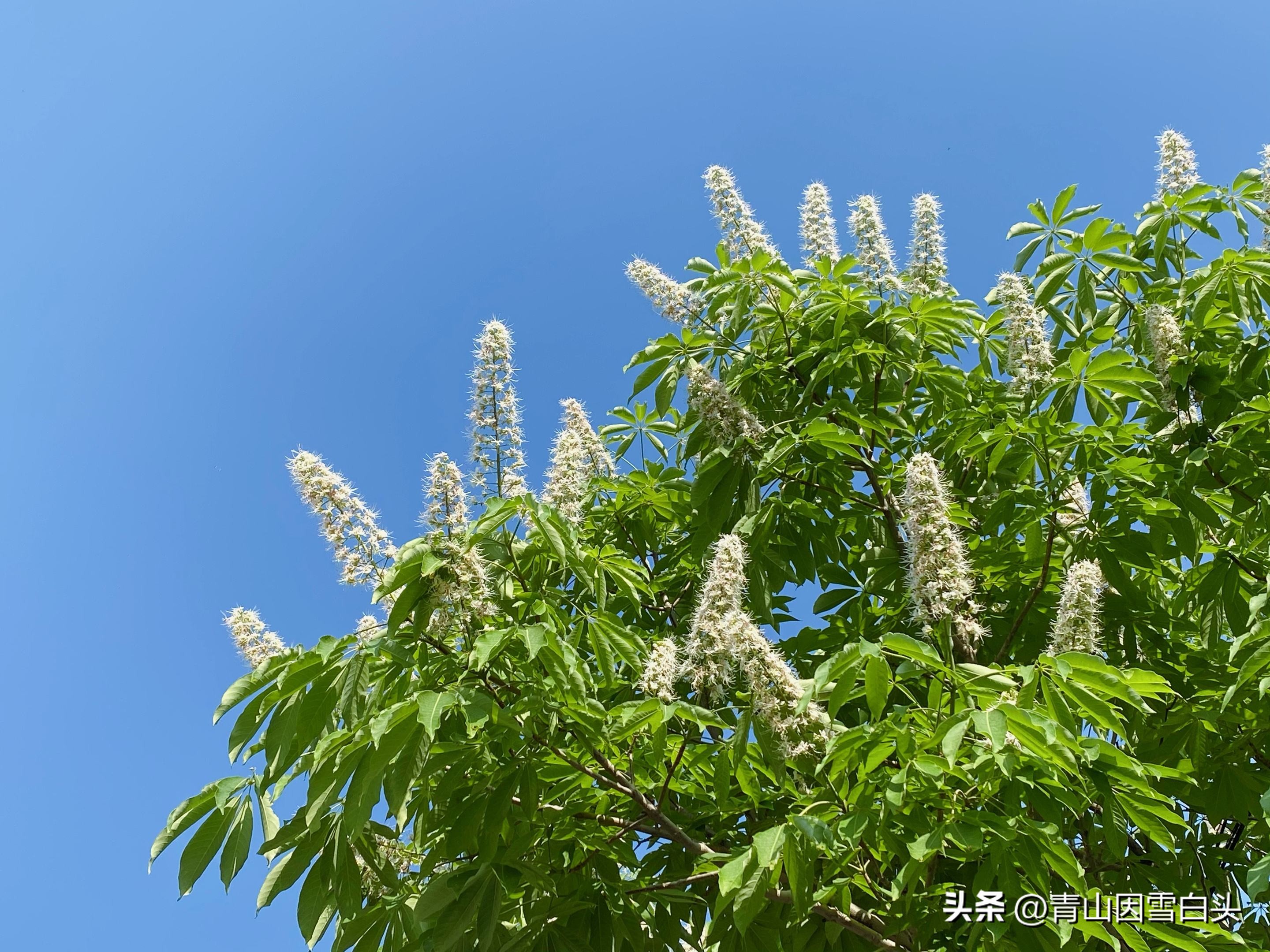 江苏高杆行道树常用树种,城市行道树树种单一