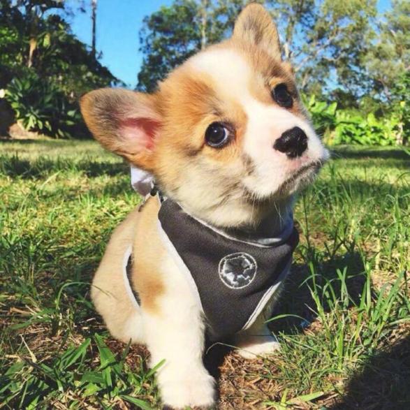 柯基犬吃什么补充营养,柯基犬吃什么食物补最好