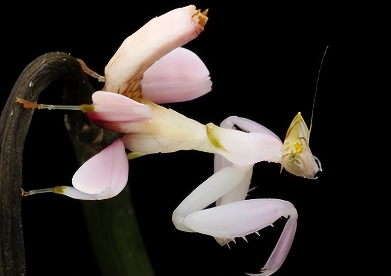 兰花螳螂是否是自然界原有的物种,兰花螳螂从卵变成小螳螂的过程