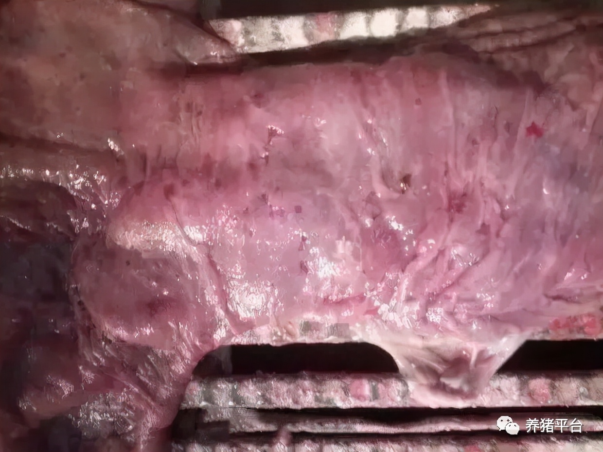 如何看母猪胎衣是否下完,母猪胎衣怎么判断猪病