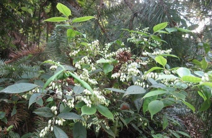 南烛乌饭树营养美食,南烛树和乌饭树