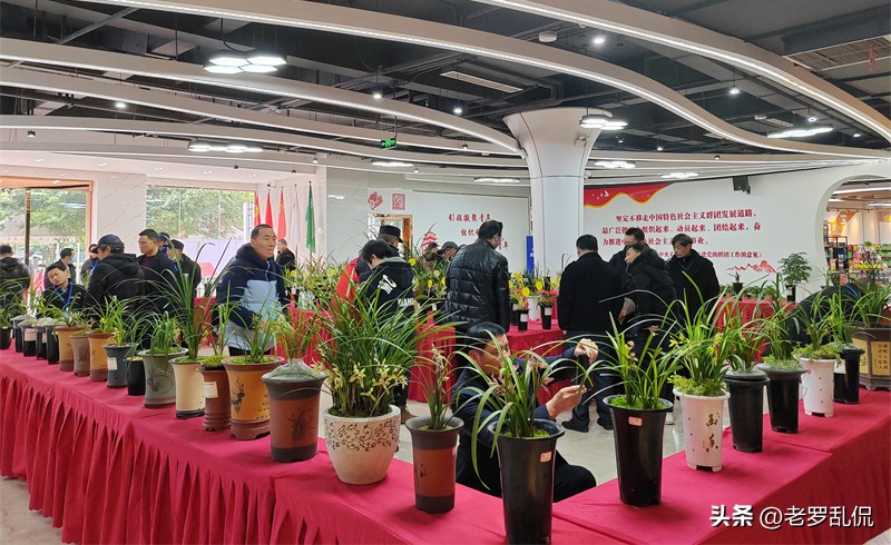 兰花齐放争奇斗艳太美了,众多兰花盛开