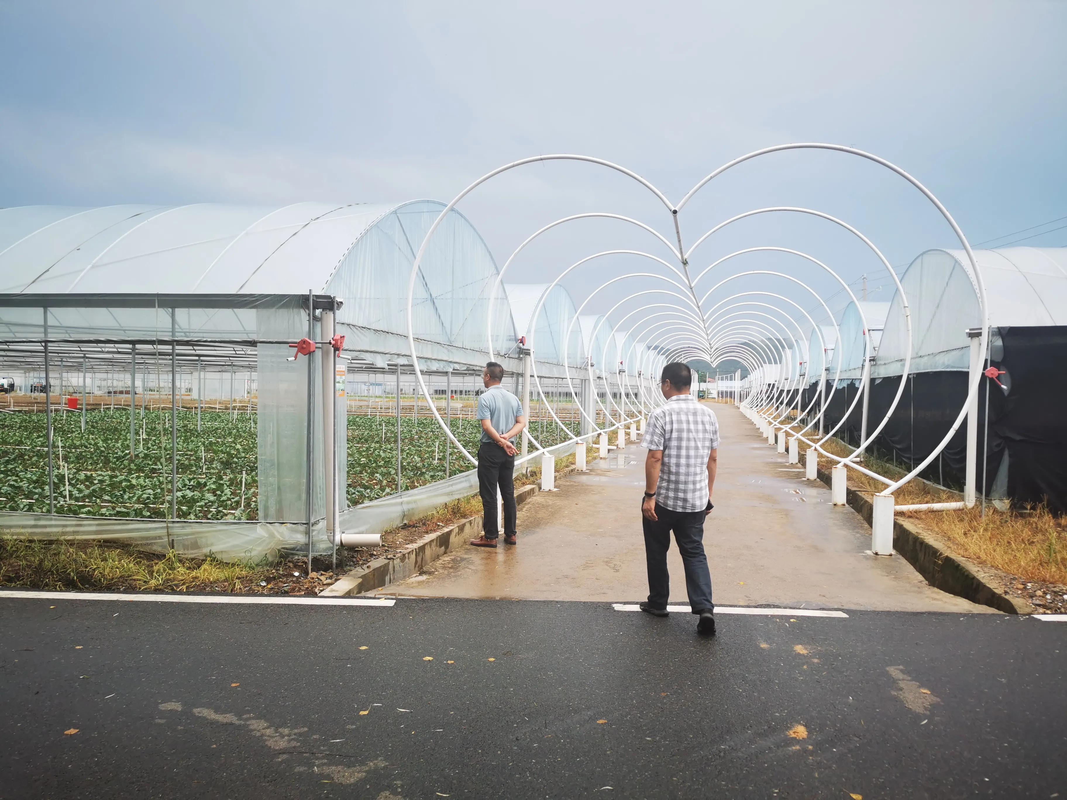 农村创业种植什么成本小,农村种植创业项目的10种常见骗局