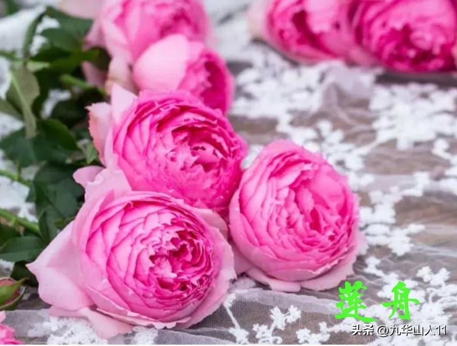 天狼无刺多头月季品种有哪些,天狼十大藤本月季排名