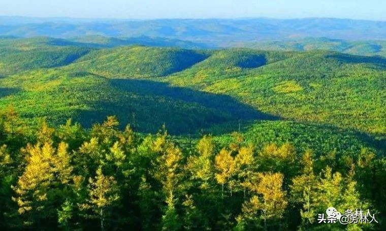 中国六大森工企业,国有六大森工集团