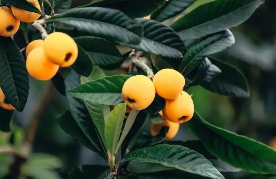 诗词鉴赏-南风树树熟枇杷，有关枇杷的诗词，写满了旧日的好时光
