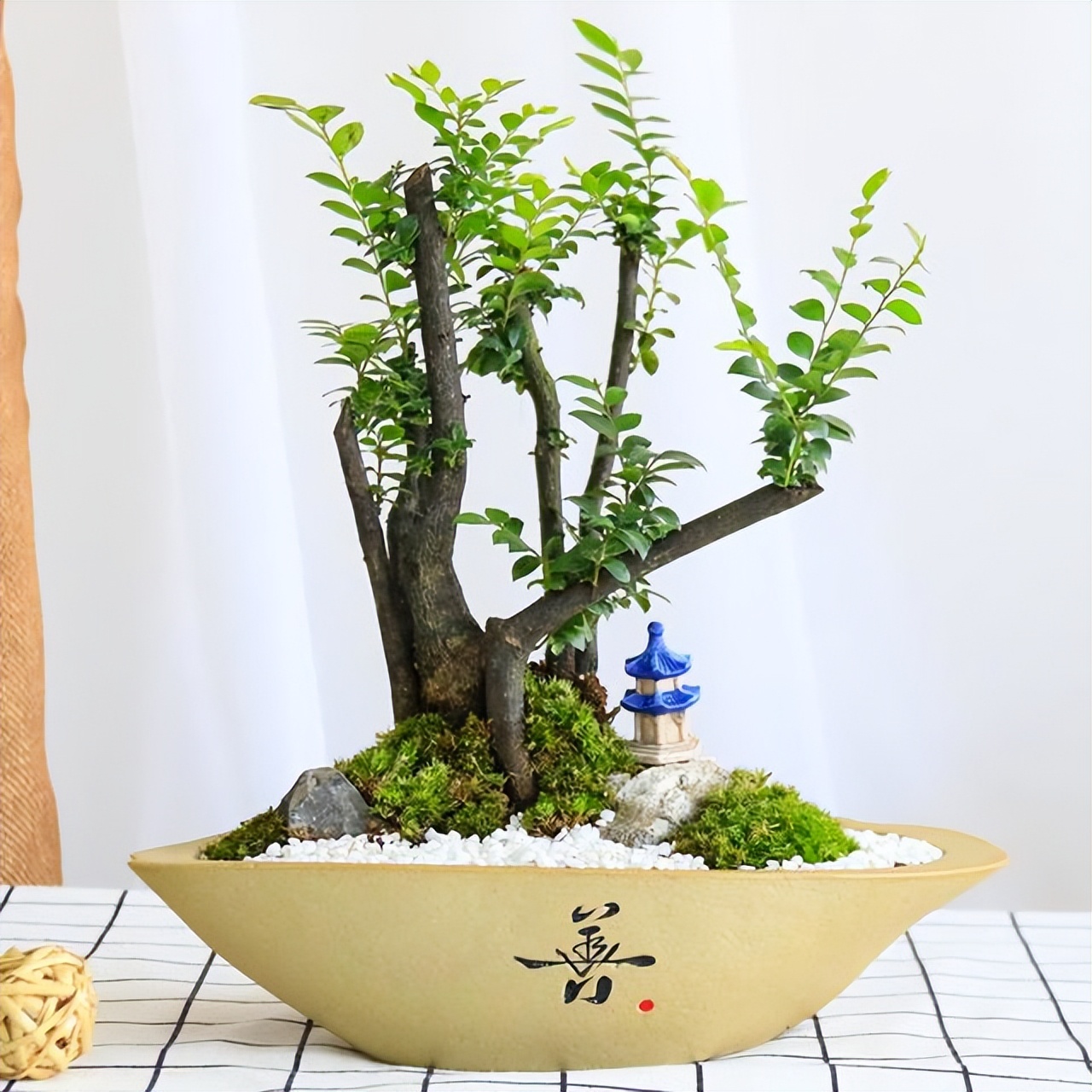 小叶紫檀木头驱虫方法,小叶紫檀怎么养护才能养得好