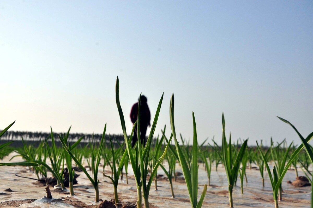 霜降种植大蒜晚吗,露地大蒜怎样才能安全越冬