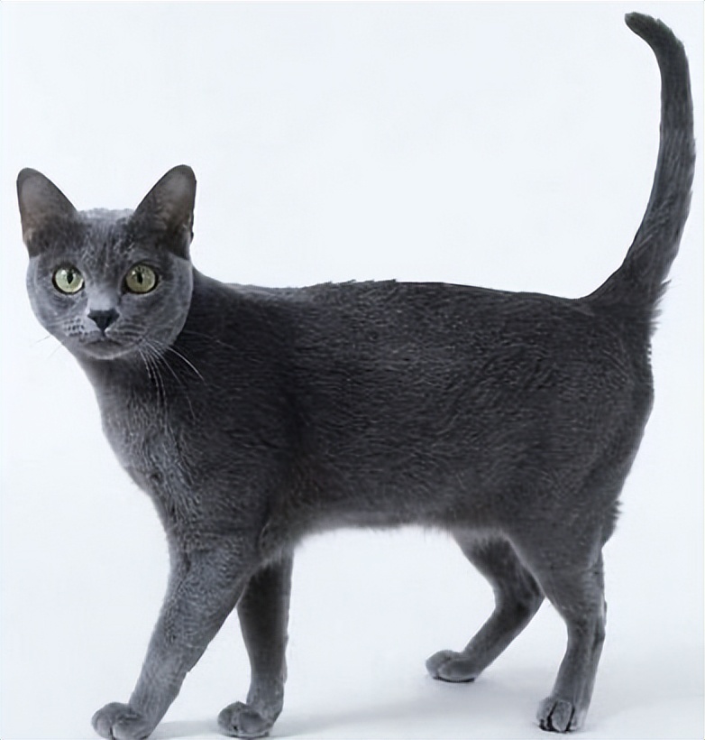 这世界上最可爱的猫咪都有几种,有哪些种类的猫咪最可爱现价500元