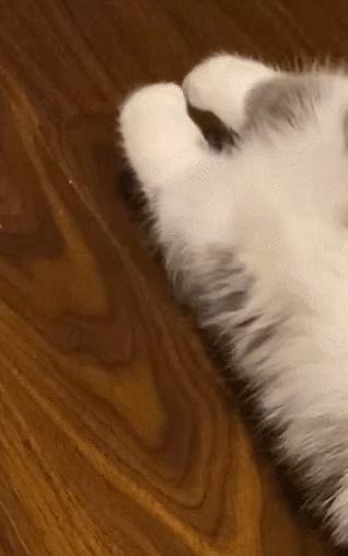 公鸡：他们在做啥午餐？猫：你老婆炖土豆