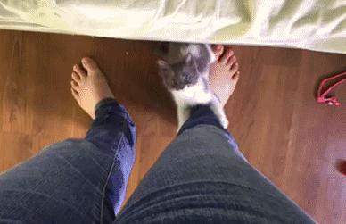 刚来的猫咪太粘人了怎么办,猫咪很黏主人是什么原因