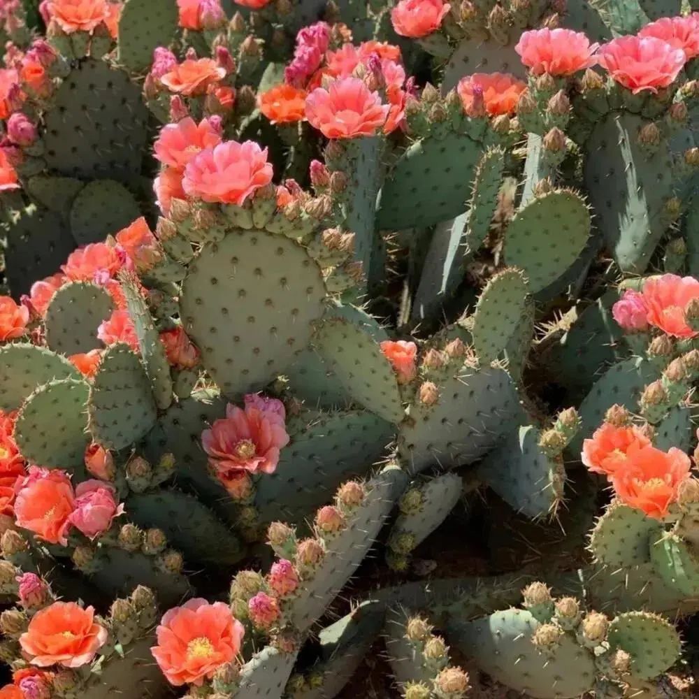 朋友圈背景送给大家,朋友圈背景送你一朵花