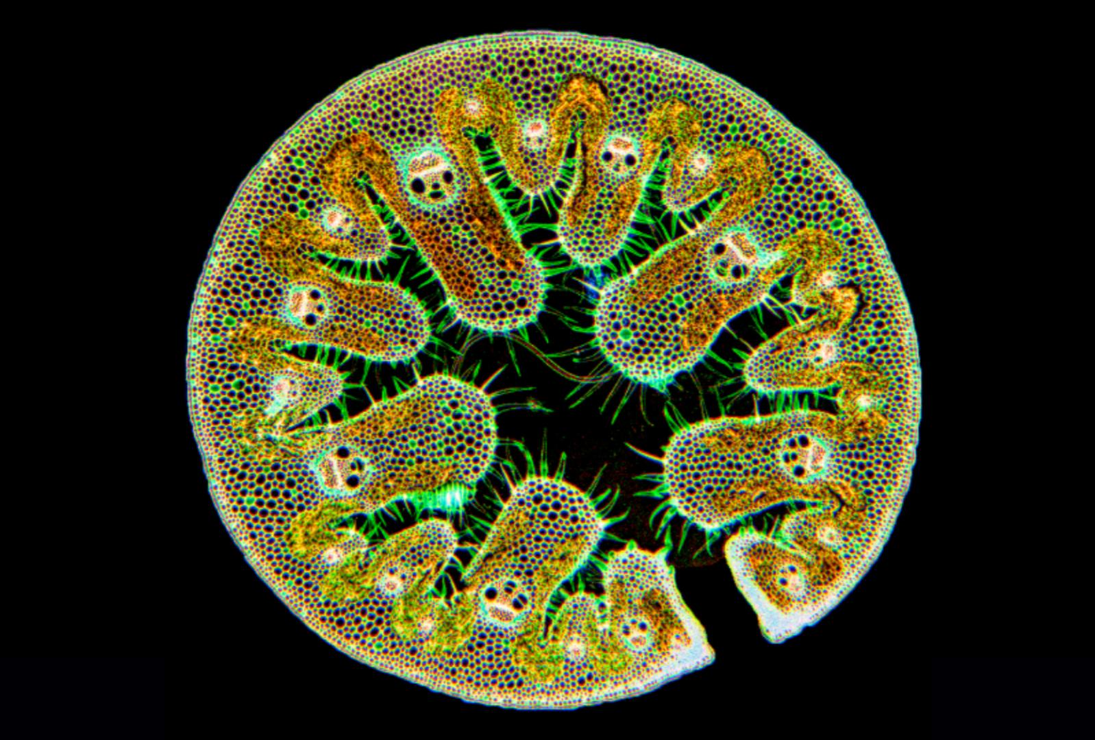 25张高倍显微镜拍下的照片,显微镜下的雪花特写片片惊艳