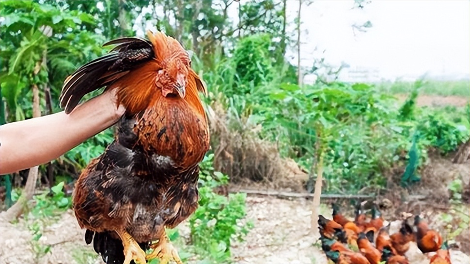 惠州大型养鸡场,十亩山林养殖3000只鸡
