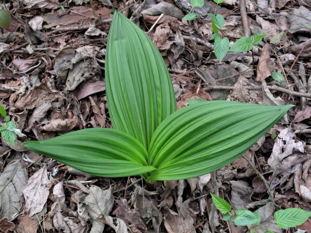四明山华顶杜鹃,浙东华顶杜鹃群落
