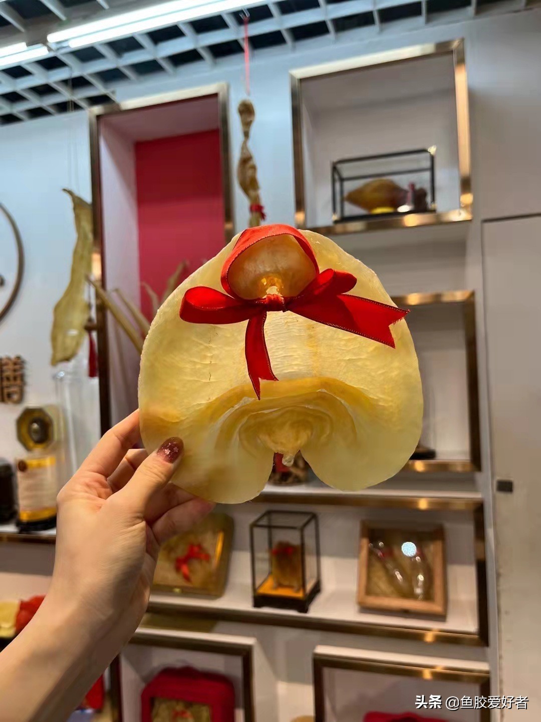 最全鱼胶品种大全,值得收藏的鱼胶品种