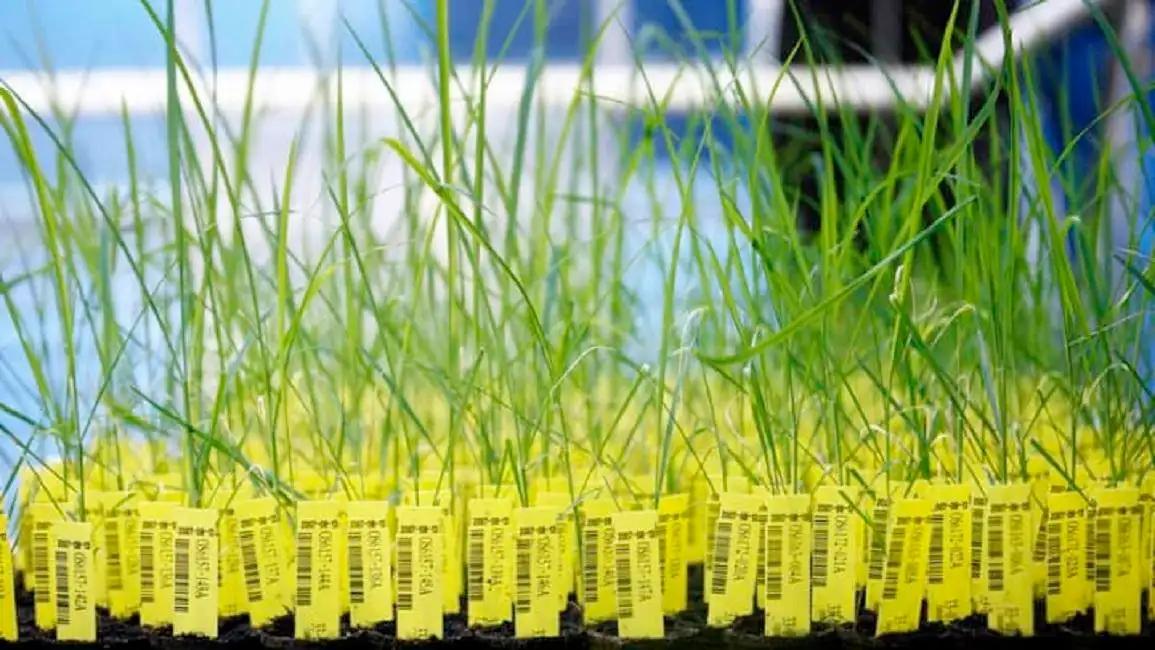 1斤洋种子能买1辆法拉利？进口种子受制于人，如何才能打破僵局？