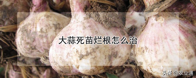 大蒜苗出来后发黄烂根怎么处理,大蒜烂根治疗方法