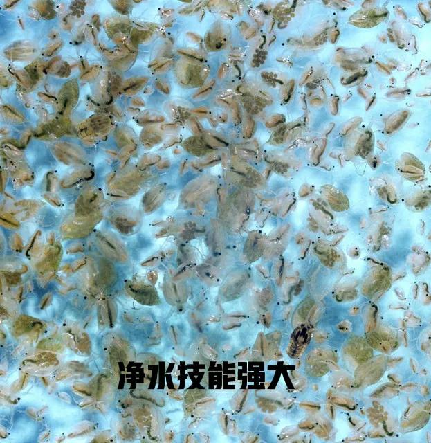 水蚤鱼虫养殖技术,用鱼粪养水蚤