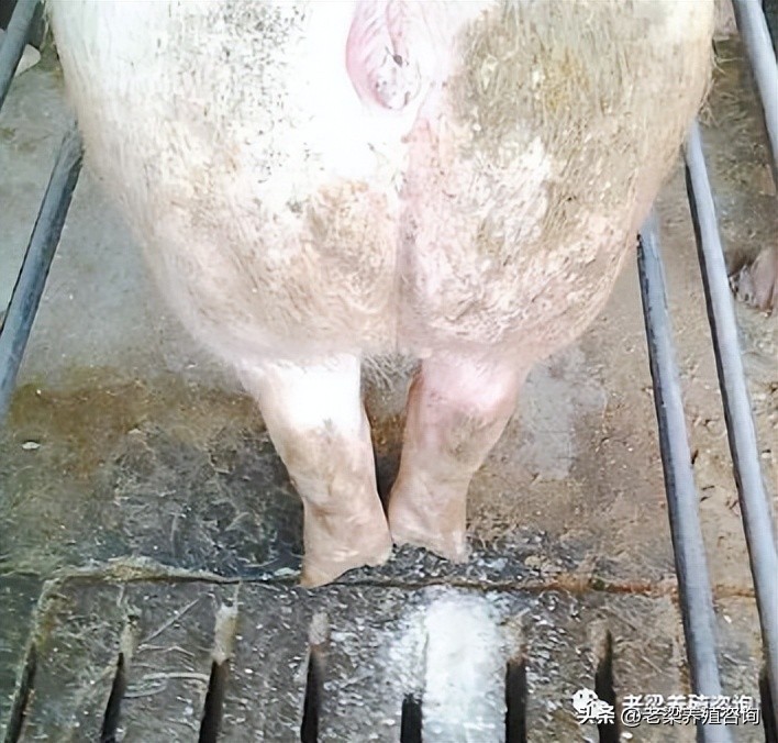 母猪流恶露是不是要生了,养母猪后续