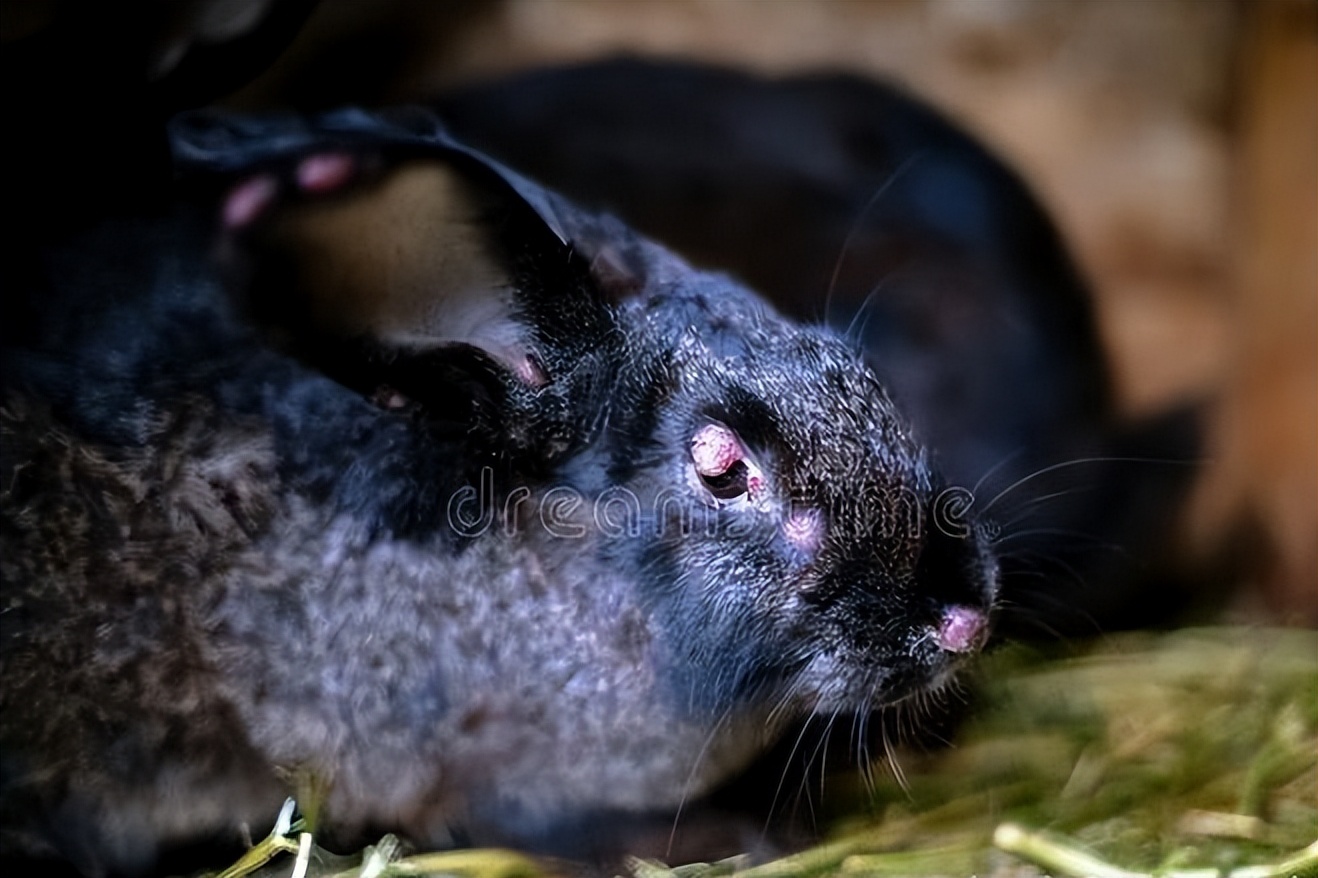 消耗掉90%的成员，换来与致命病毒共存，澳洲穴兔至今还在泛滥