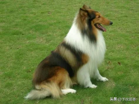 宠物狗应该怎么养详细介绍科普,宠物狗喂养及训练方法有哪些