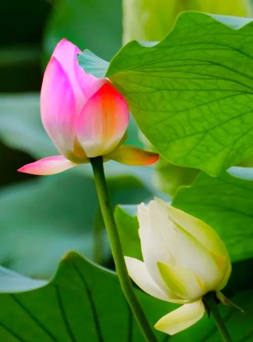 百年好合啥意思,百年好荷酒